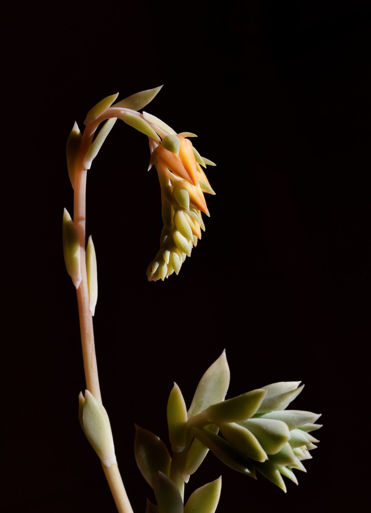 Echeveria orange flower 1.jpg