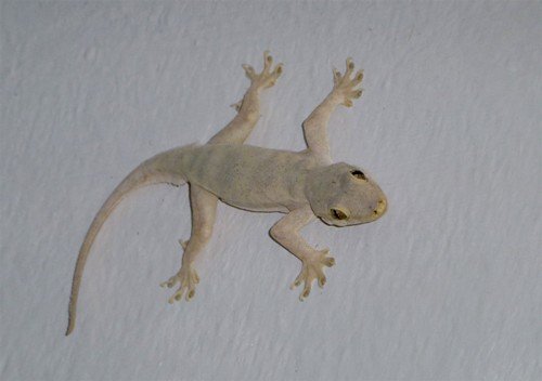 Download 3000 Wallpaper Cicak Bergerak HD Terbaik Download 3000 Wallpaper Cicak Bergerak HD Terbaik