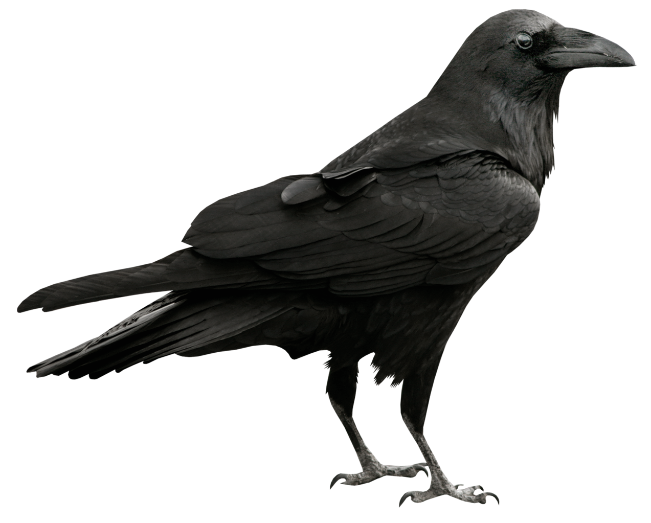 Raven_Transparent_PNG_Picture.png