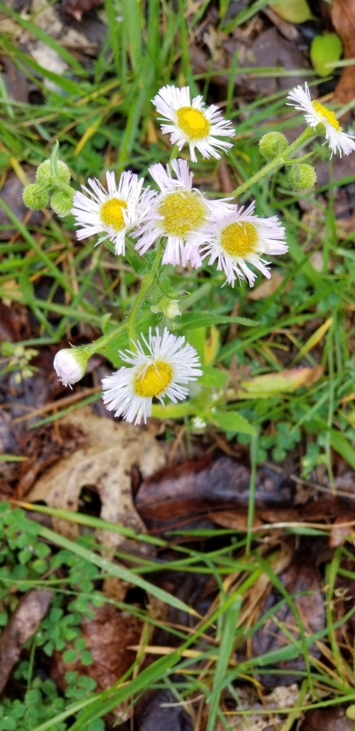 20180423_125944 - Wildflowers by studio.jpg