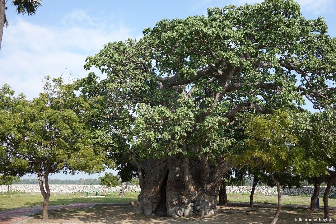 Baobab Tree, Delft Island, Jaffna, Sri Lanka.jpg
