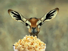 deer popcorn GIF-source.gif