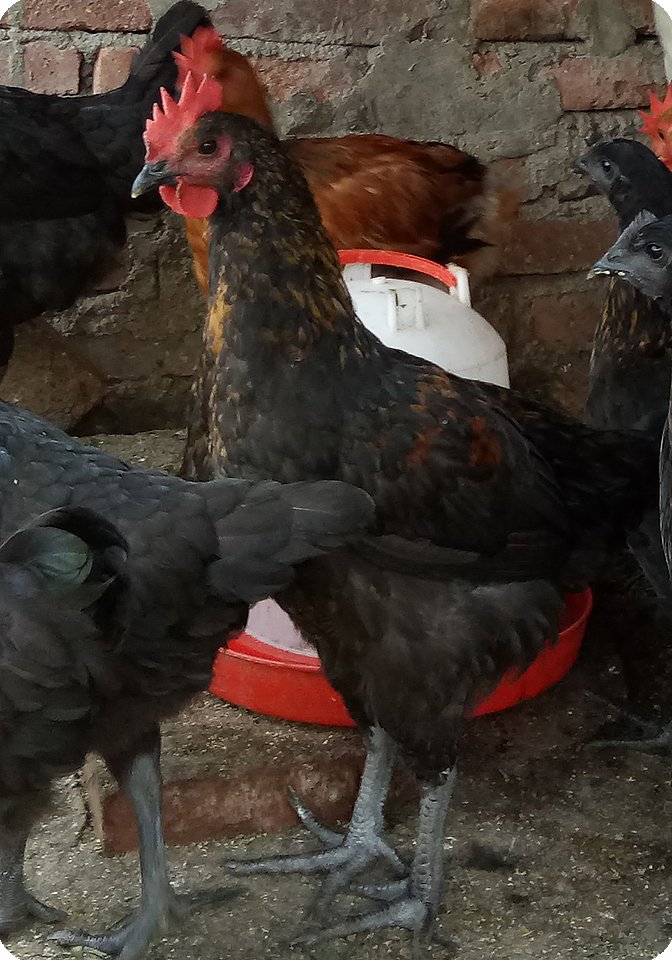 chicken2.jpg