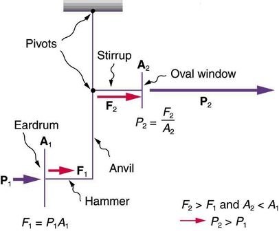 Figure_18_06_06.jpg