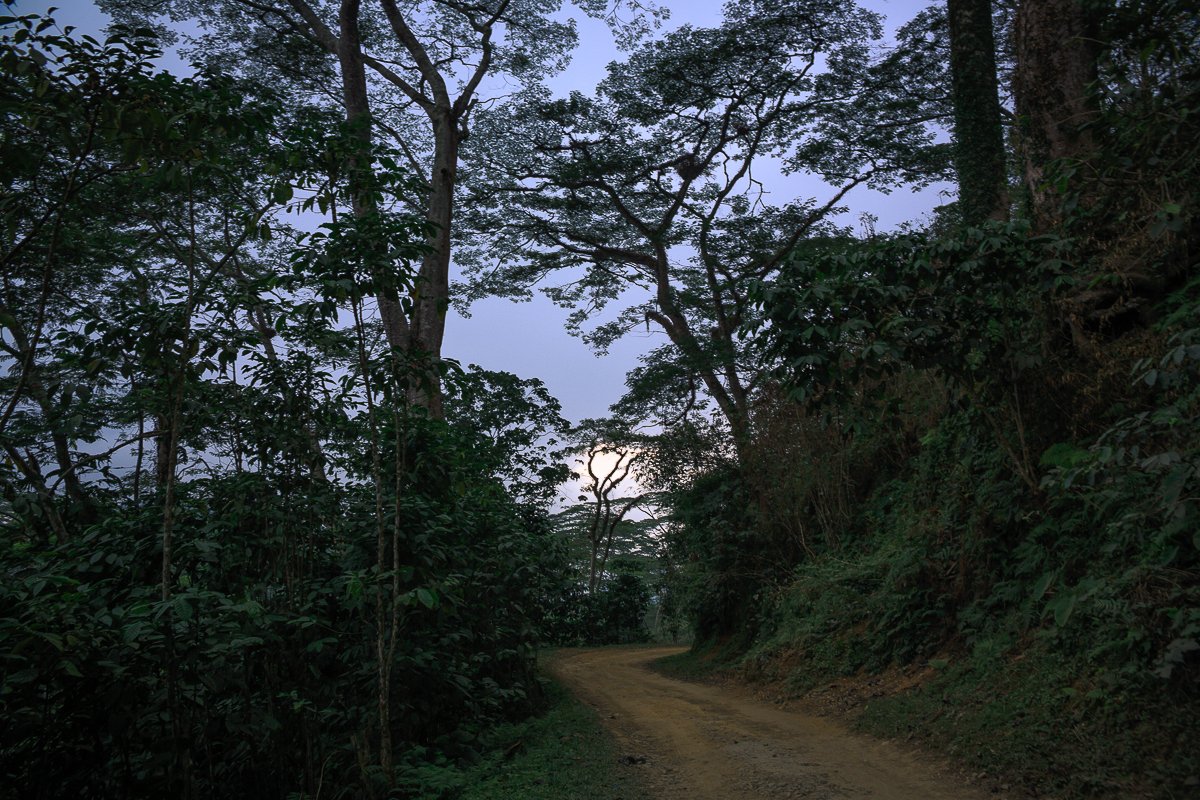 fazenda 163 mountain trees.jpg