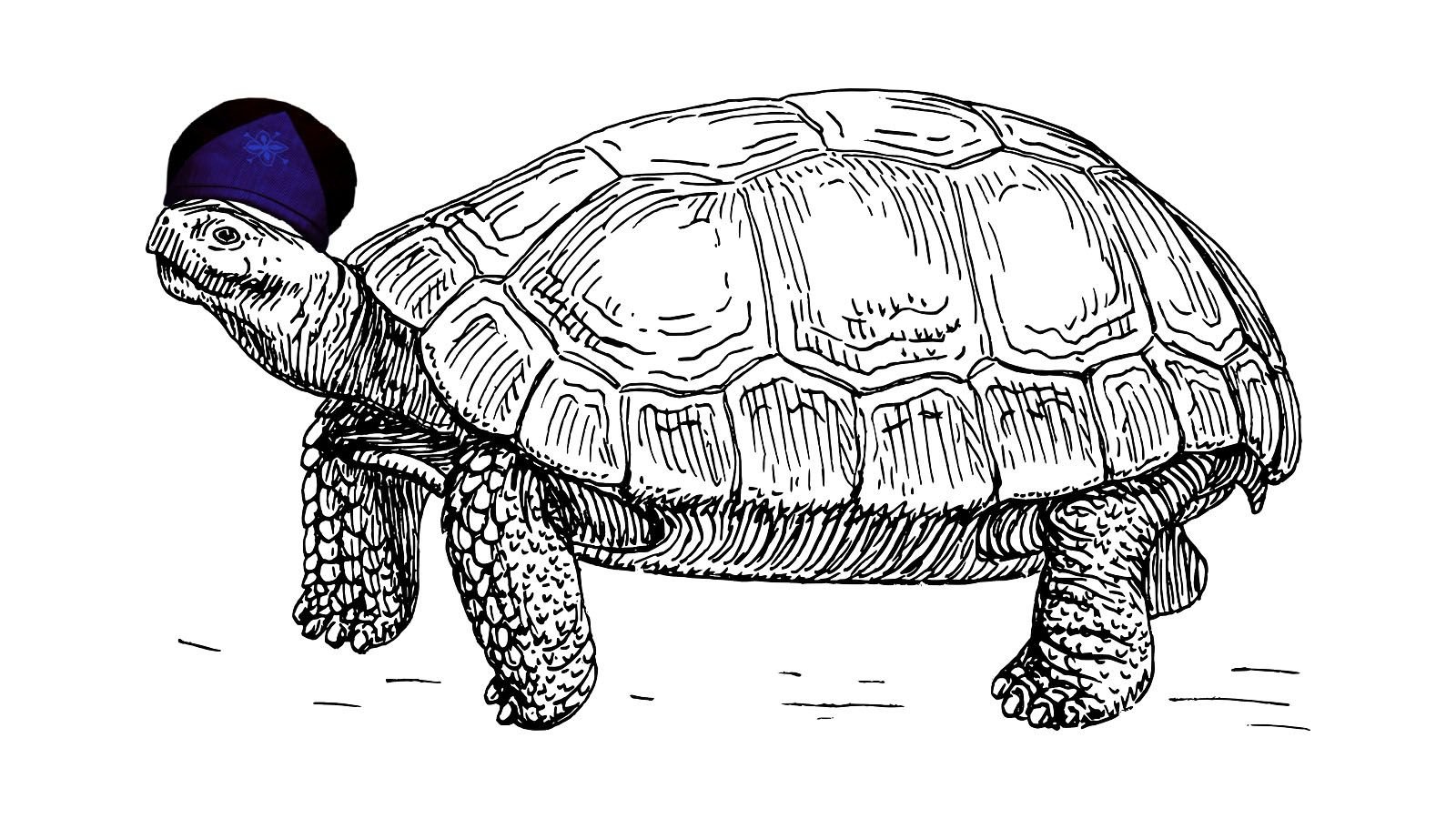 Tortoise.jpg