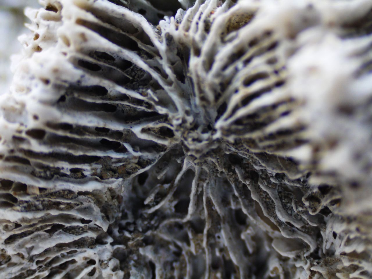 89862078711 - coral skeleton.jpg