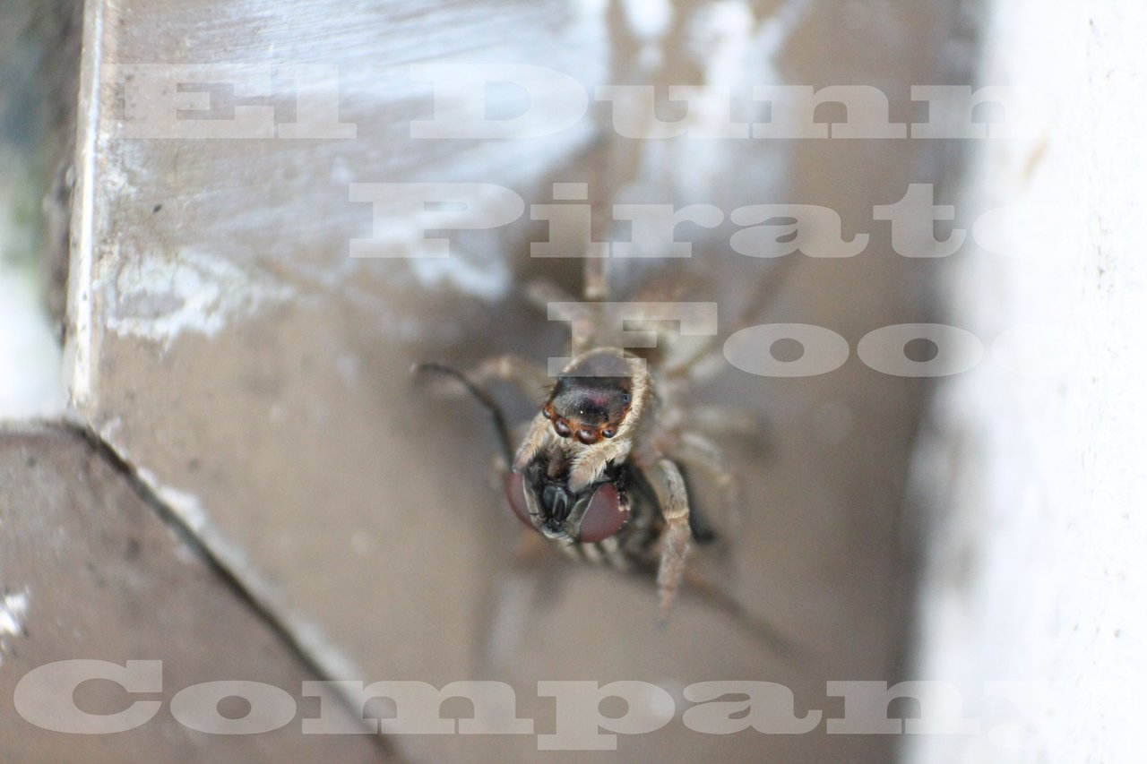 Spider and the Fly Macro Watermark.jpg