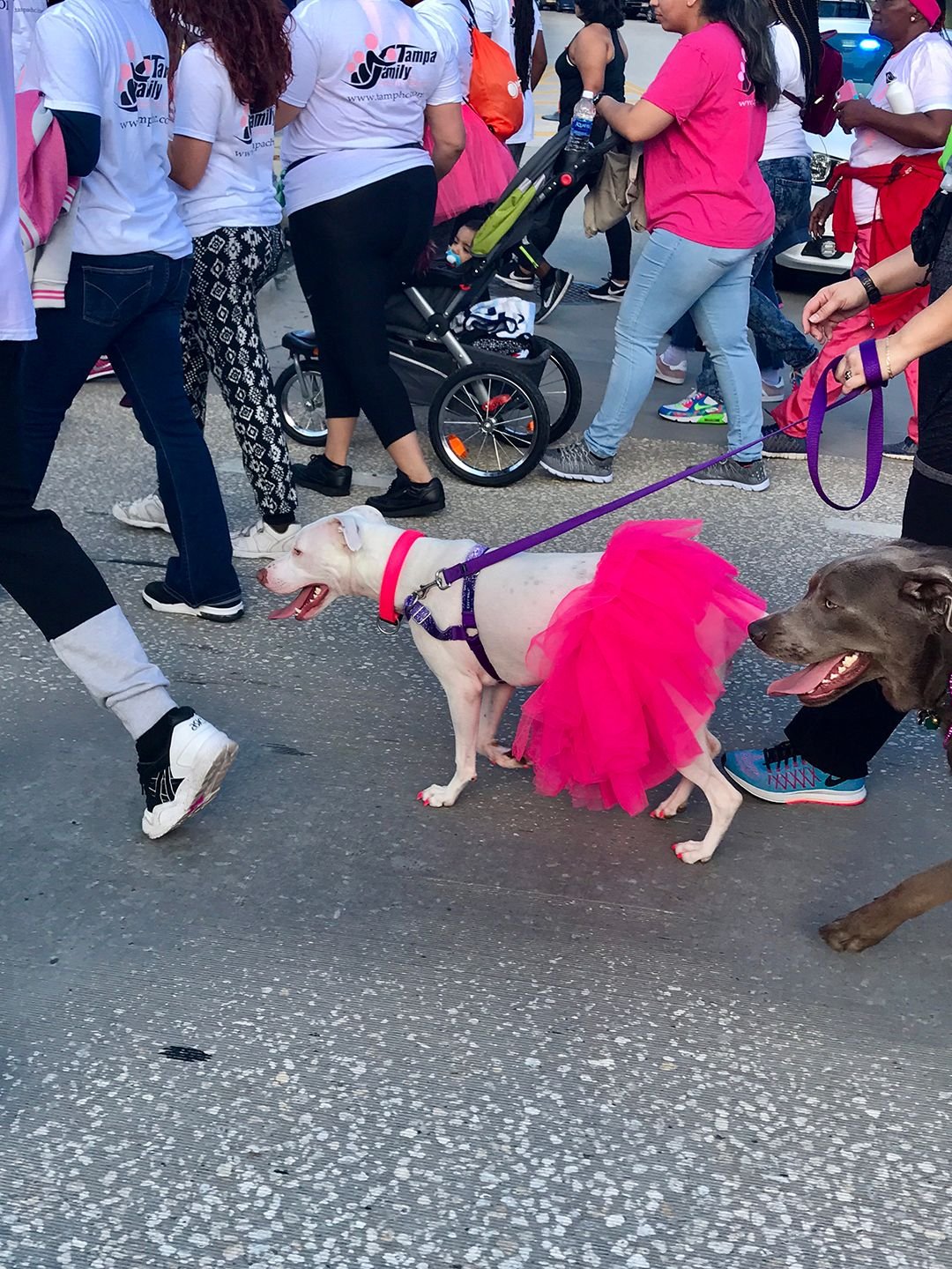 bcdogpinktutu.jpg