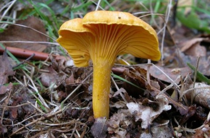 Golden Chanterelle.png