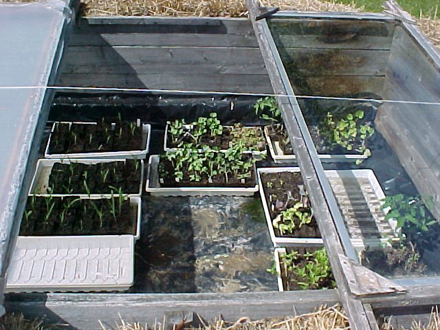 Garden.coldframe.inside.May.02.jpg