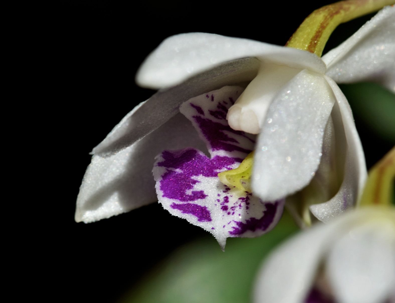 dendrobium kingianum var silcockii macr.jpg