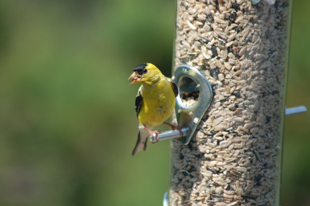 Goldfinch3.JPG