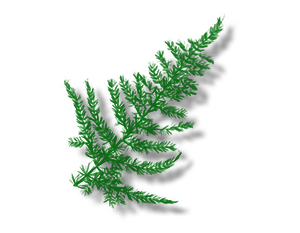 fern_txt_deco.png