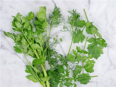 Cilantro-DSC04192.jpg