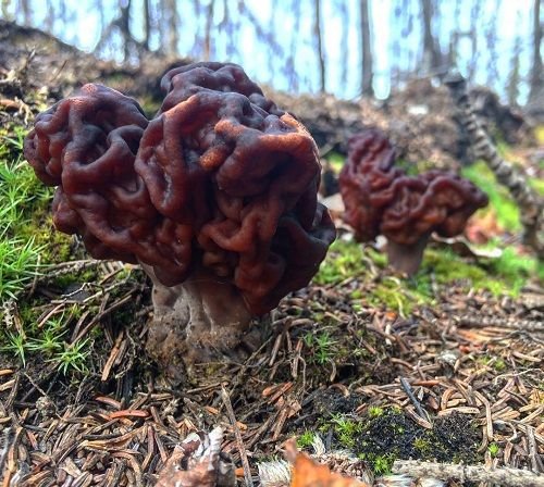 Gyromitra esculenta (False morel) by @kenzieee_hope.jpg(1).jpg