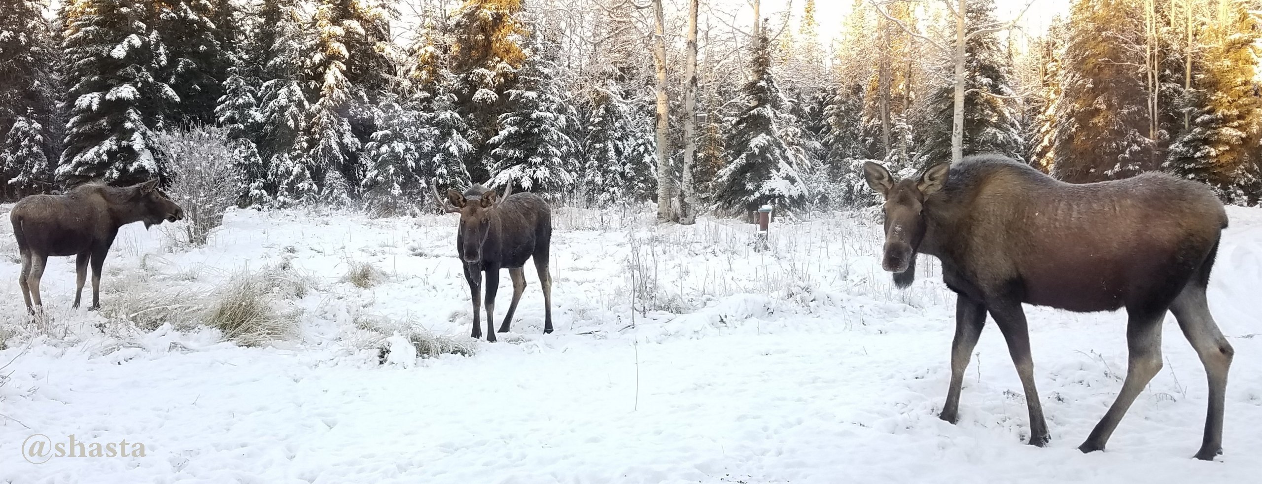 shasta2017nov20th47nov7th1moose1io.jpg