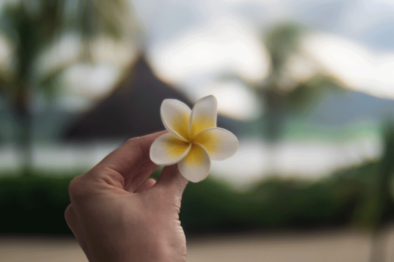 Twirling-flower-Mauritius.gif