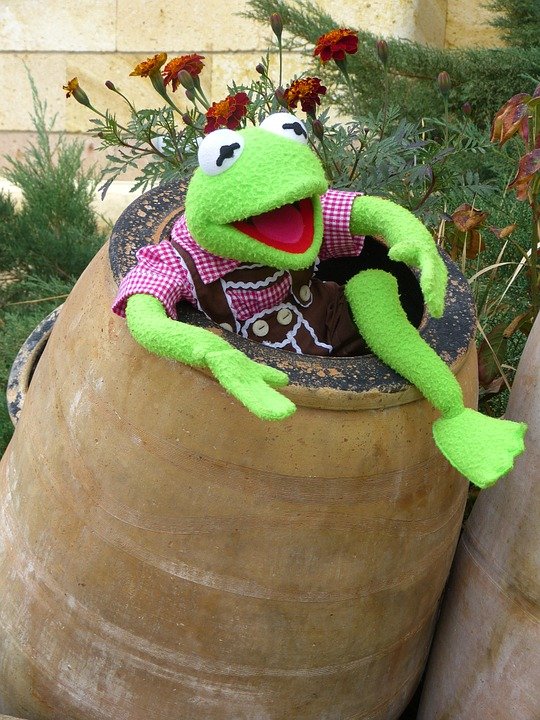 kermit-64647_960_720.jpg