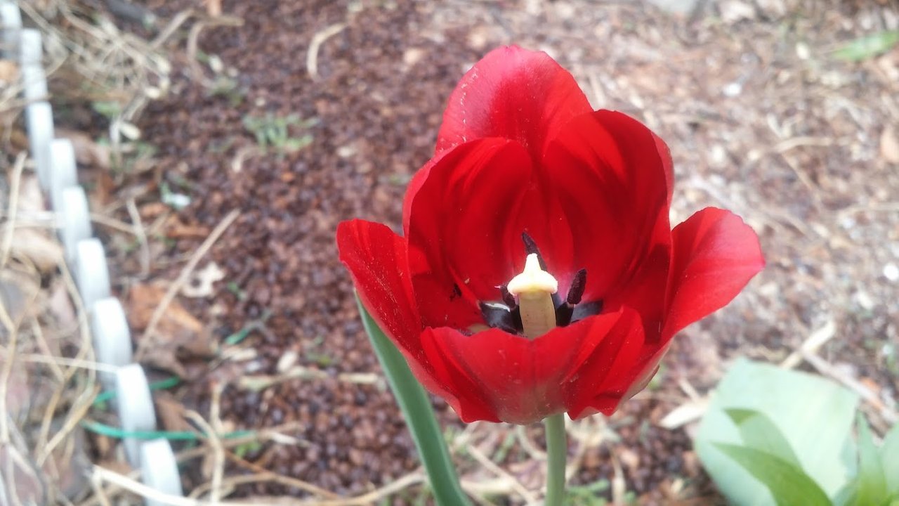 red tulip.jpg