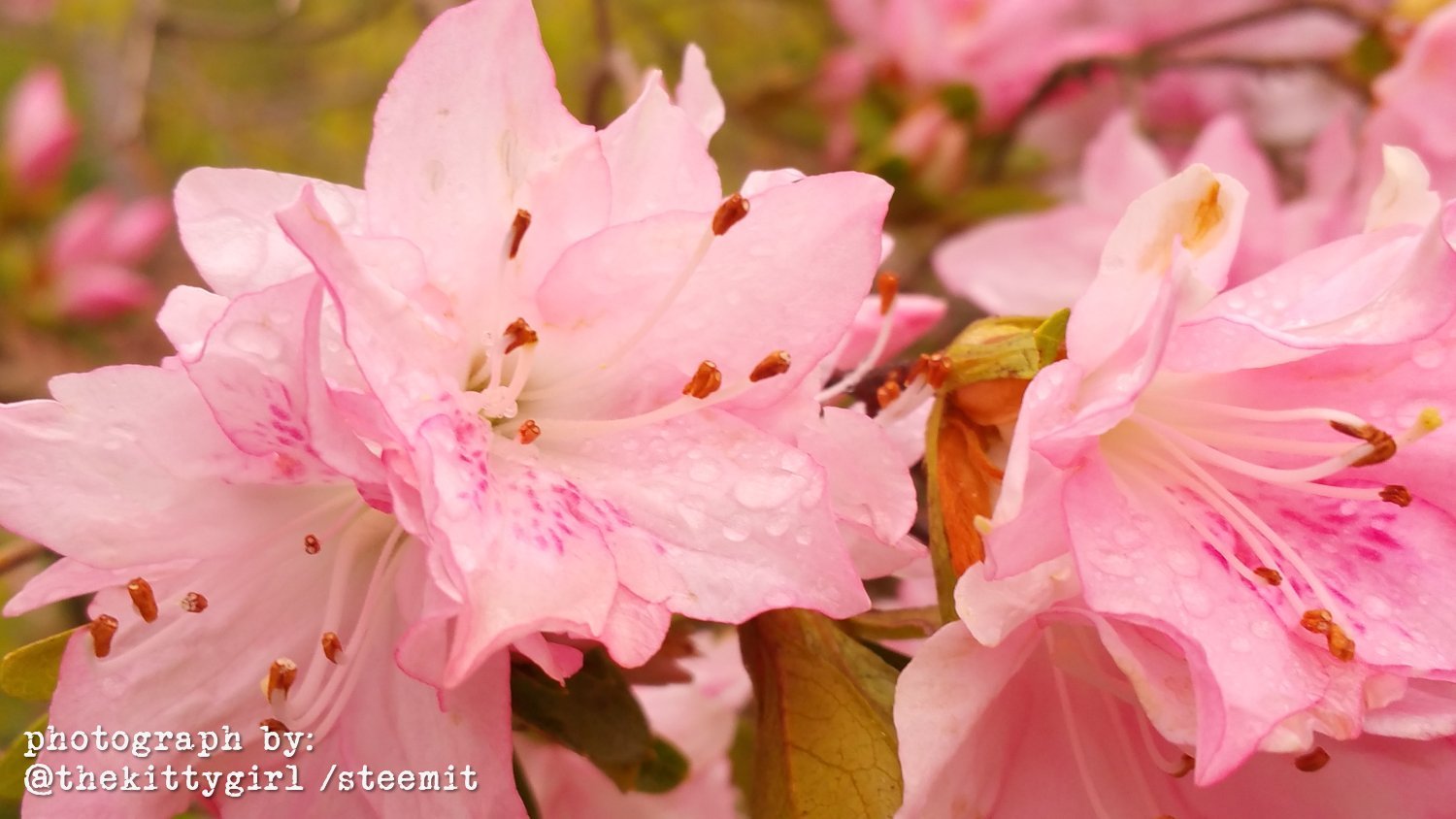 Azaleas-05.jpg