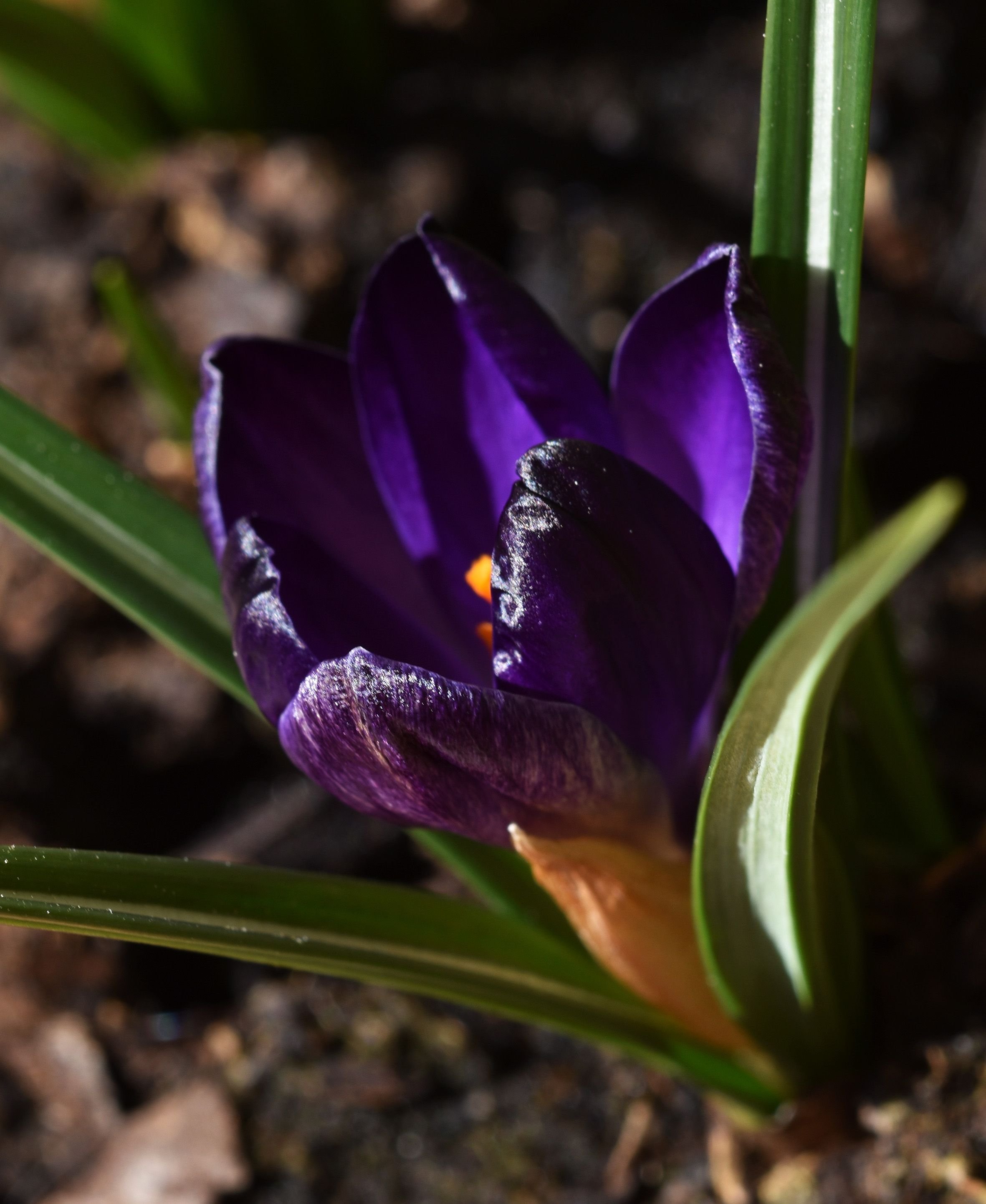 crocus 3.jpg