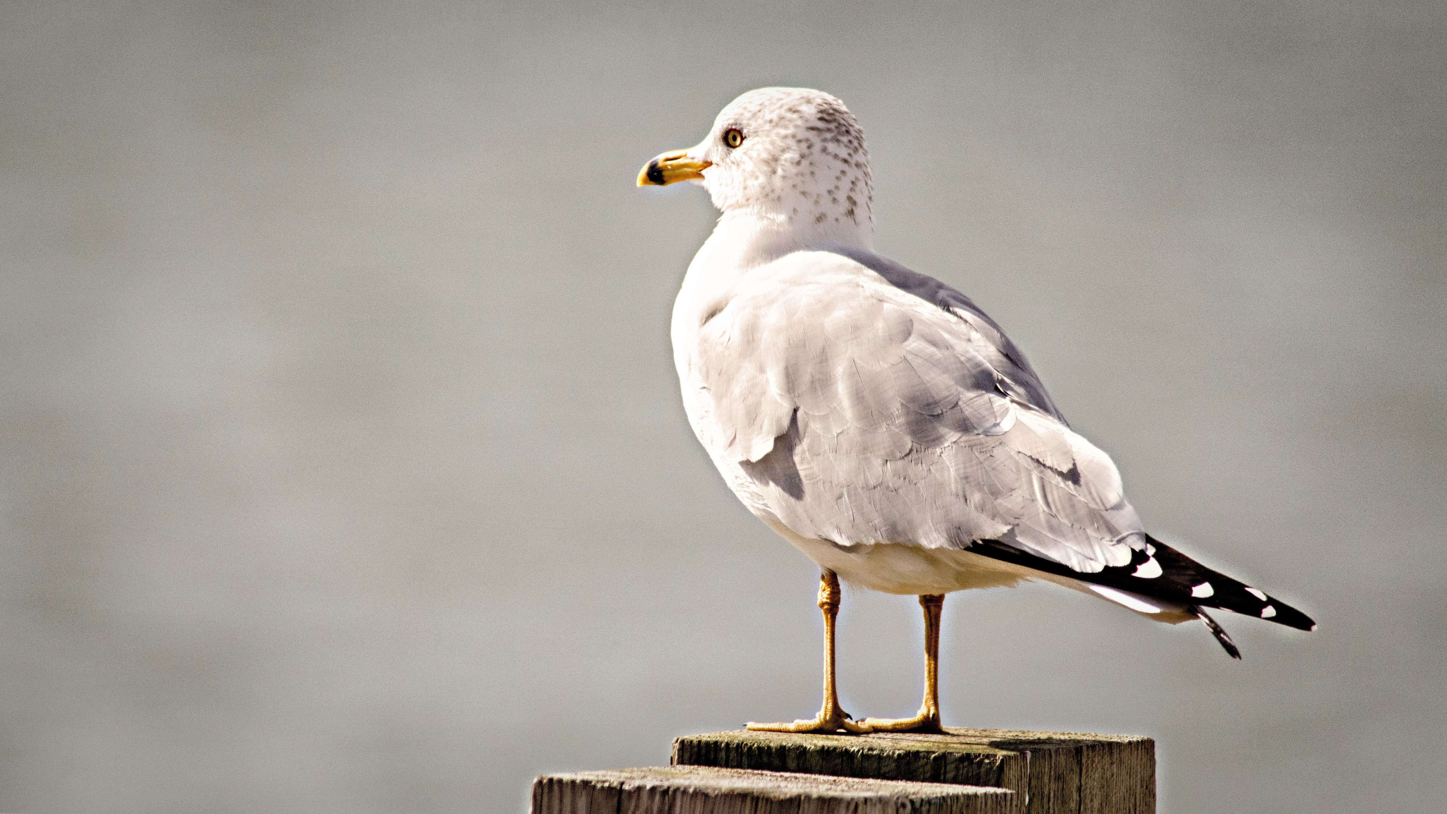 WIW Ring-Billed Gull.jpg