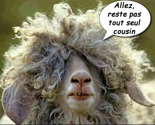 cousin mouton.png