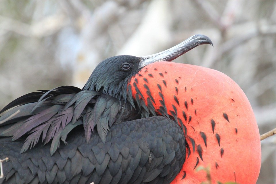 galapagos-islands-894462_960_720.jpg