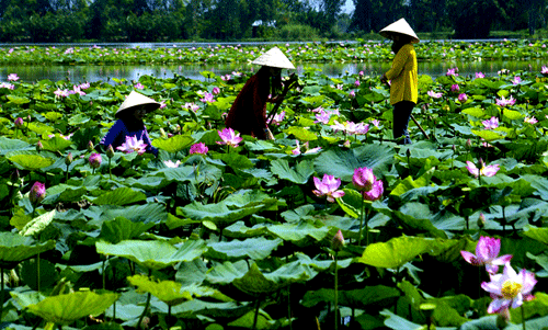 lotus-farm-vietnam-tours.gif