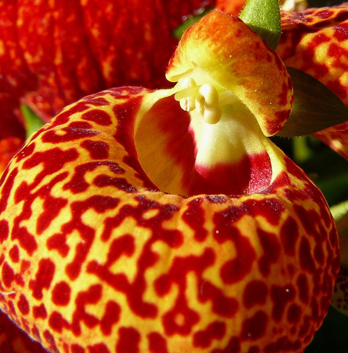 Calceolaria macro.jpg