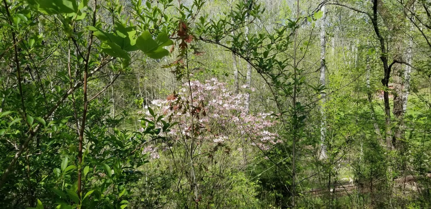 20180429_155658[1] Mountain azalea in barnyard.jpg