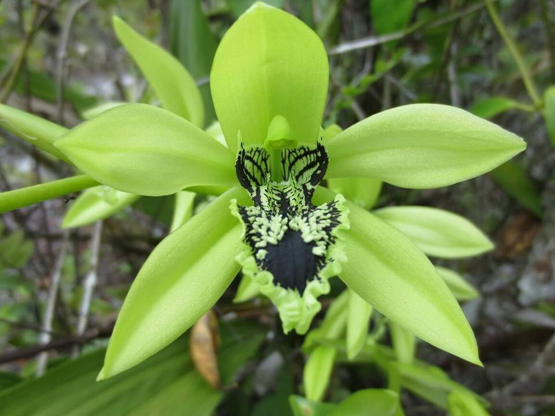 Paling Populer 16+ Gambar Bunga Anggrek Hitam Kalimantan - Gambar Bunga HD