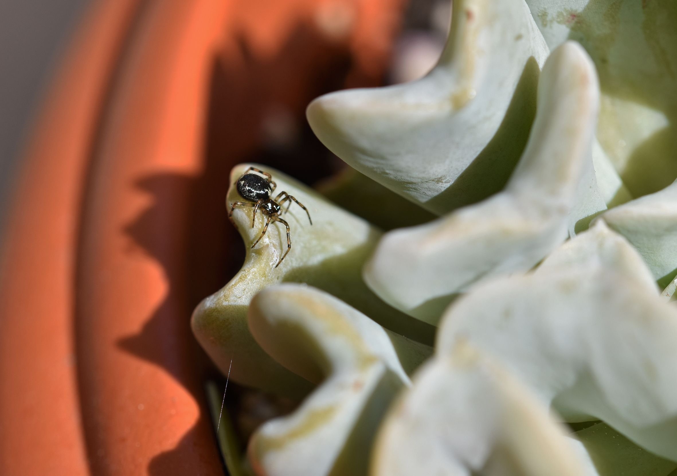 Echeveria runyonii spider 1.jpg