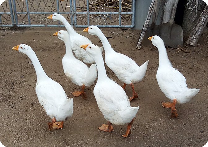 geese.jpg