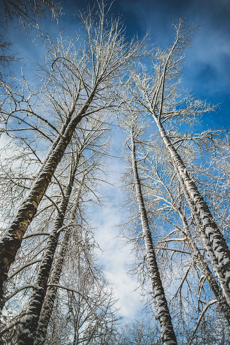 crimsonclad-snow-trees-2.jpg