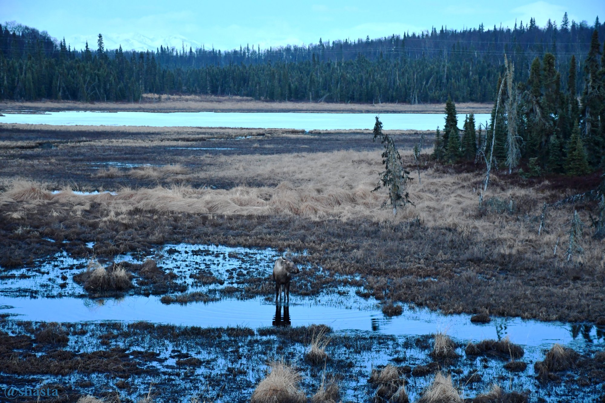 shasta2018april30th47moosemonday7io.jpg