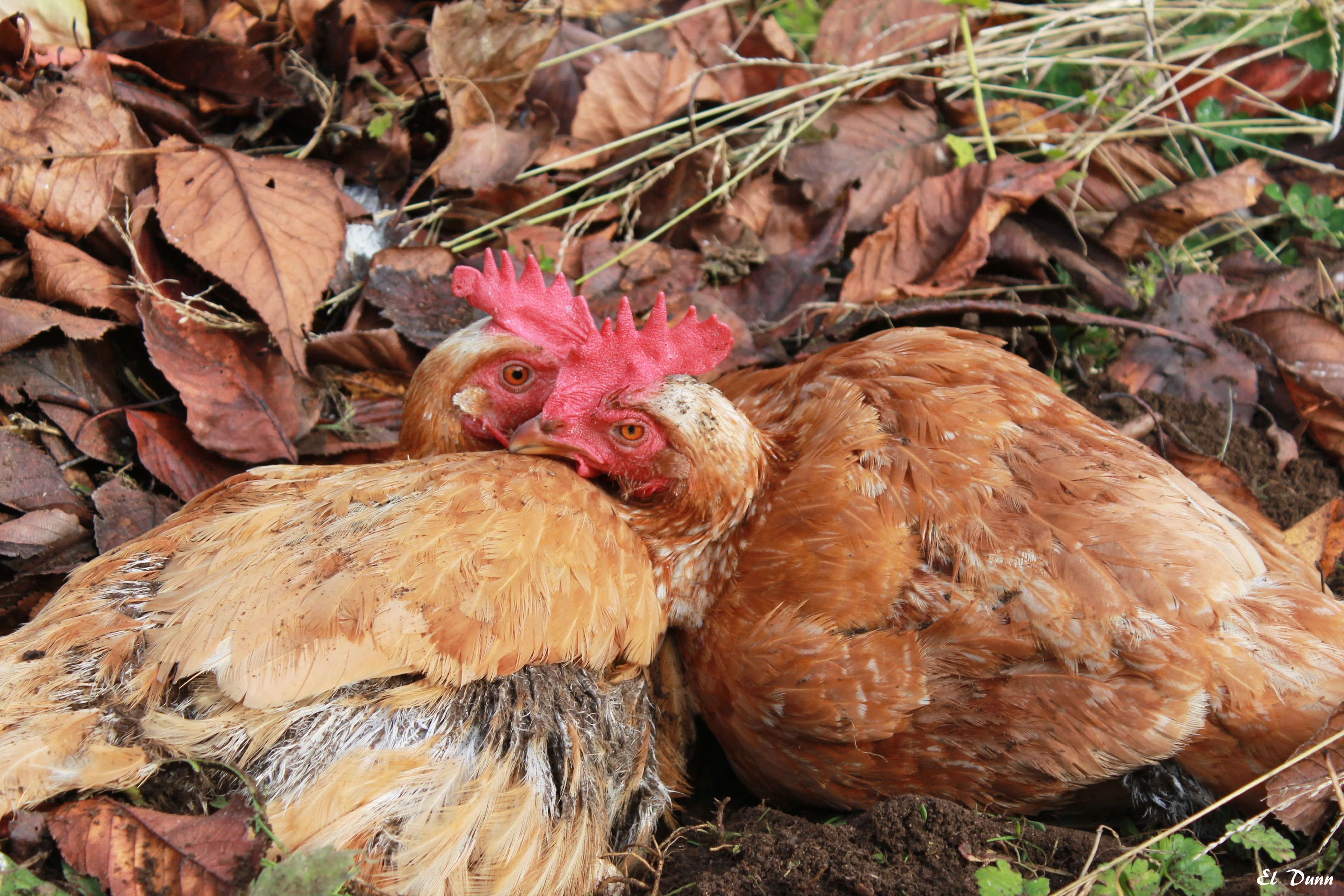 Dirt Bath Chicken.jpg