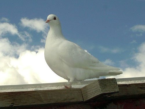 797px-White_homing_pigeon-.jpg