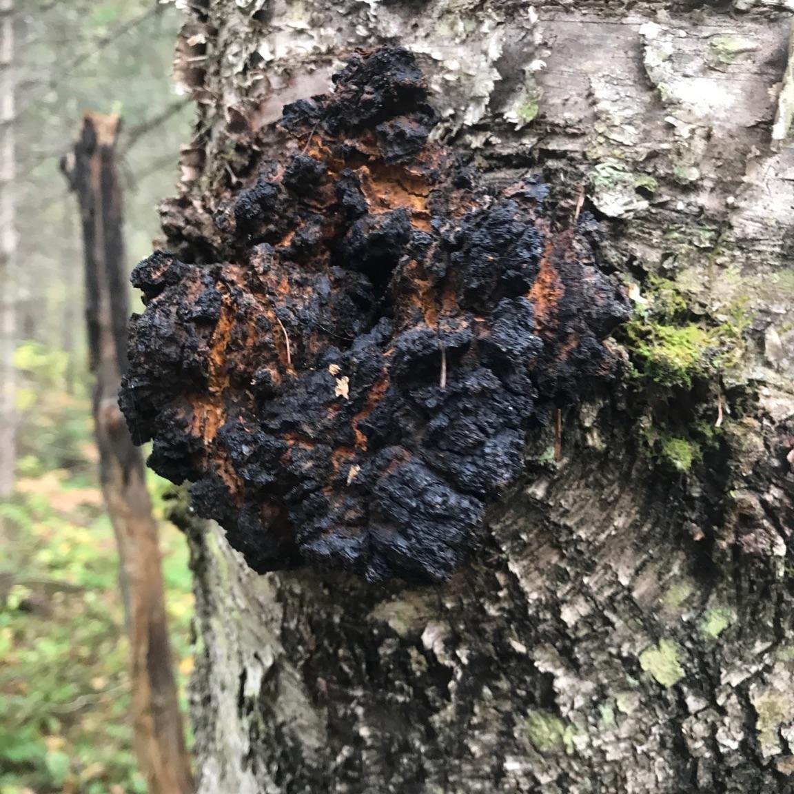 chaga