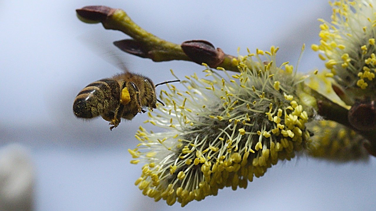 Biene hinten flug.jpg