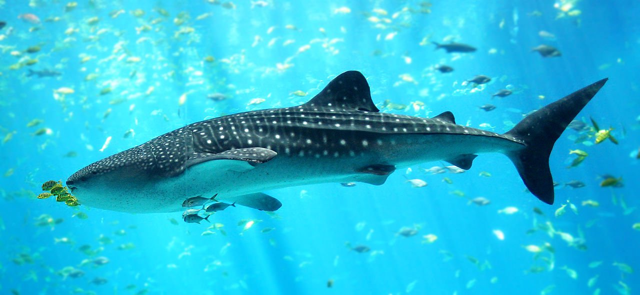 1280px-Whale_shark_Georgia_aquarium.jpg