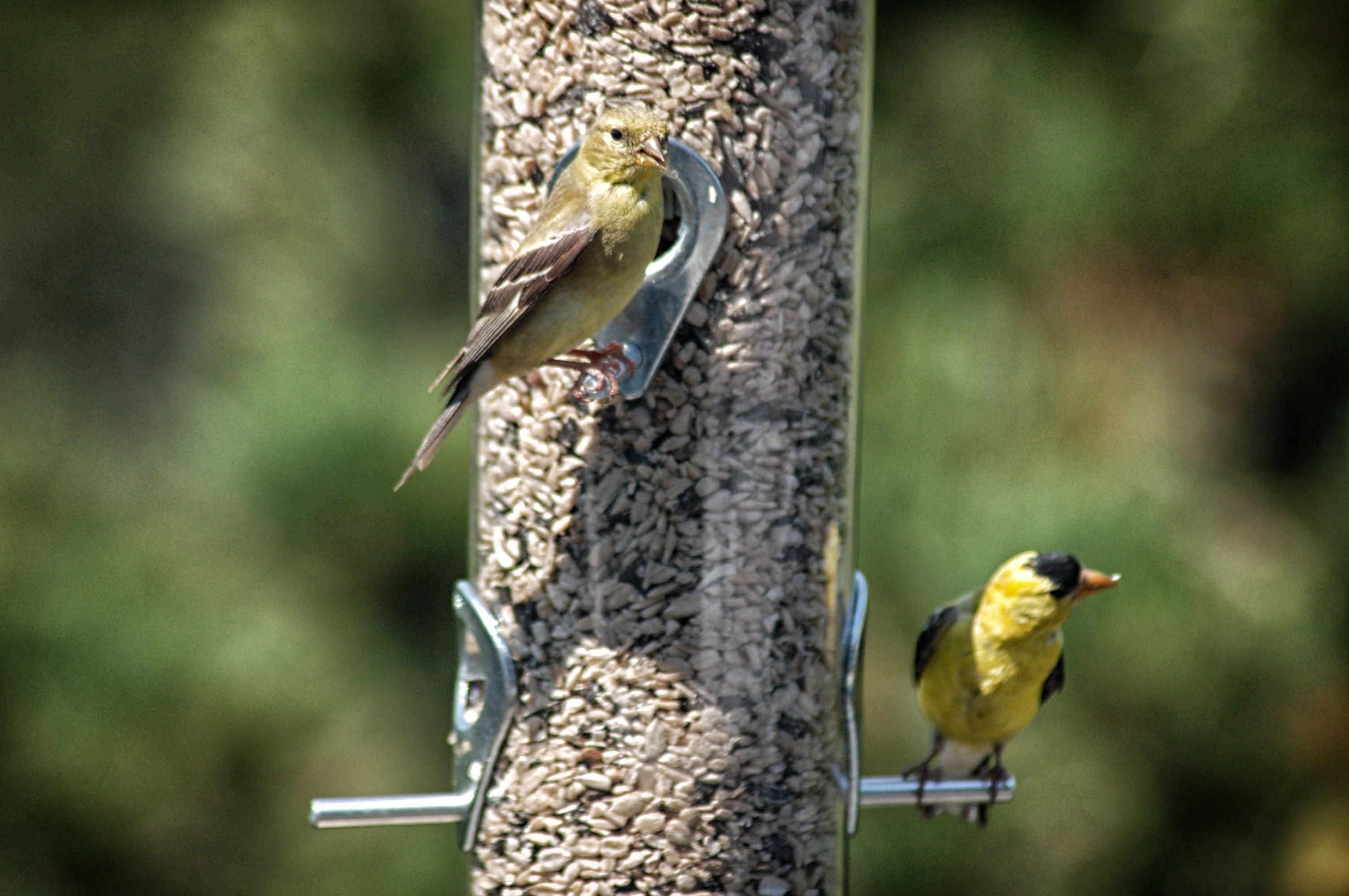 1 GoldFinch DateNight.jpg