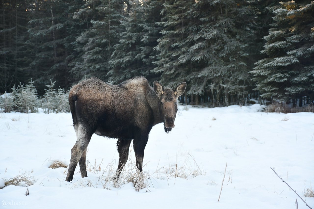 shasta2018jan14th47dec6th2017moosemonday1io.jpg