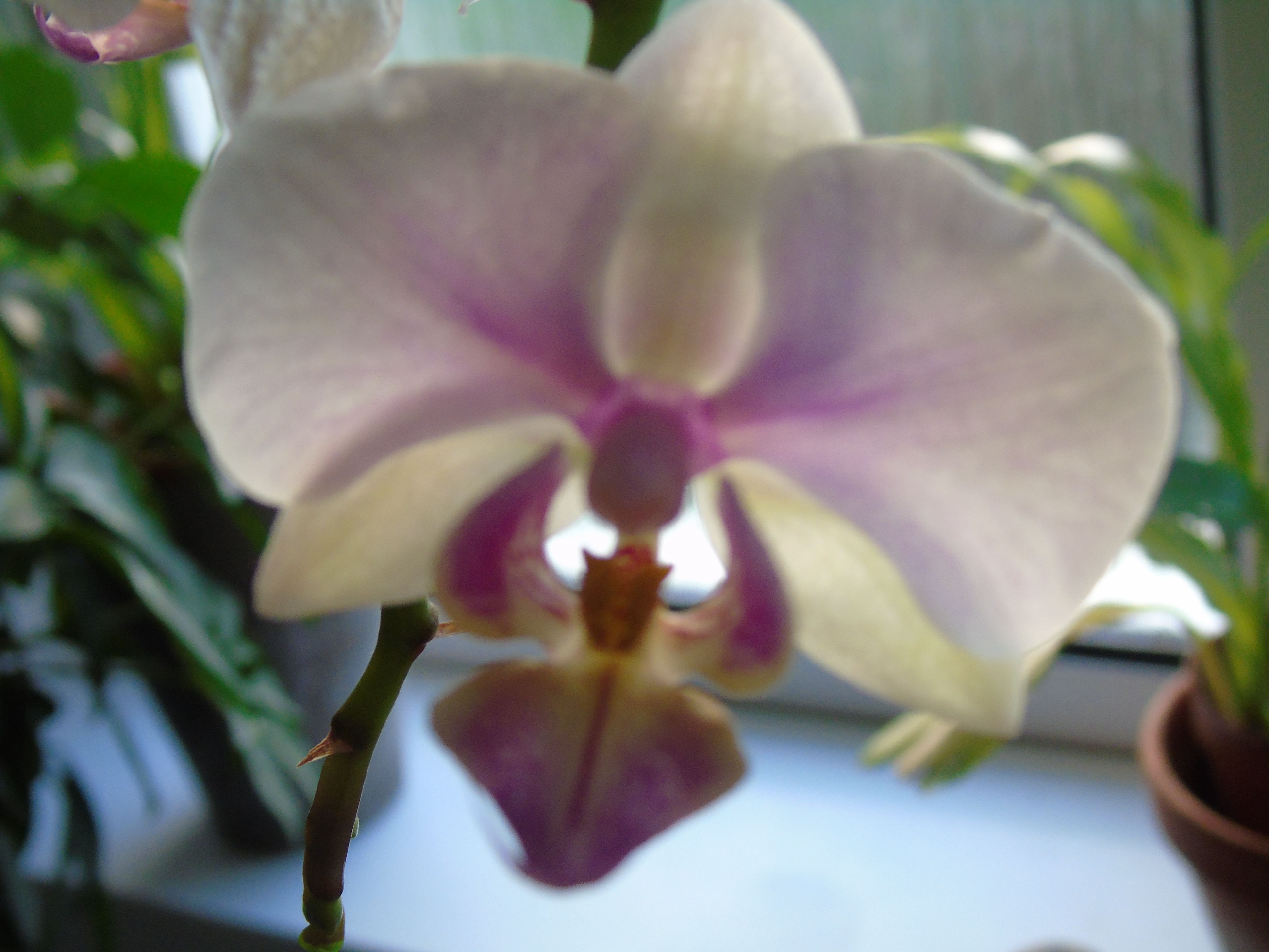 My Orchids in Full Bloom – orchid Photography Stunning pt2 – RetroSheep.com