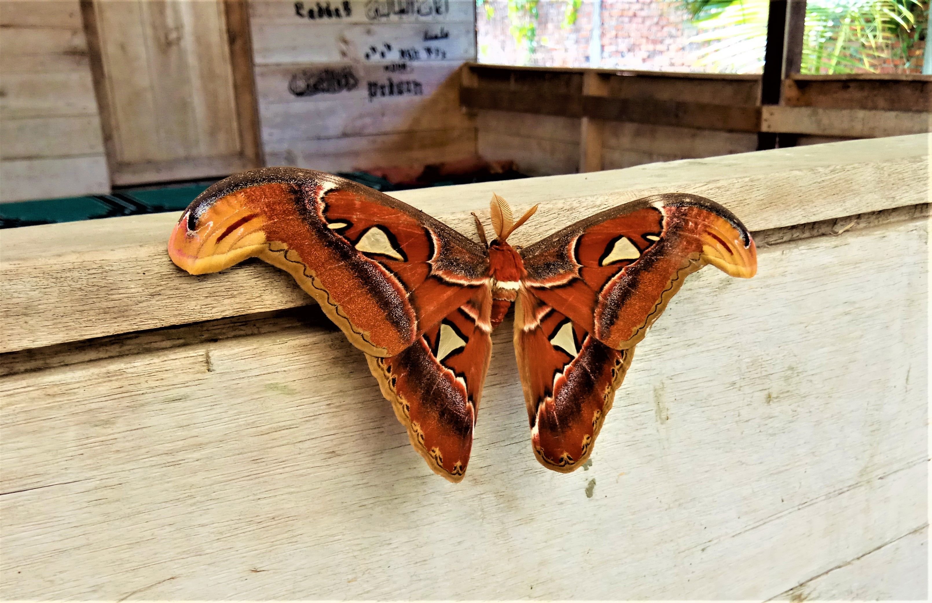 Atlas Moths English Kupu Kupu Gajah Indonesian Bambang Gegasang Aceh Steemkr