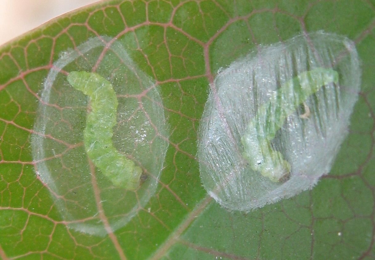 Jatropha_leaf_miners_(5062405690).jpg