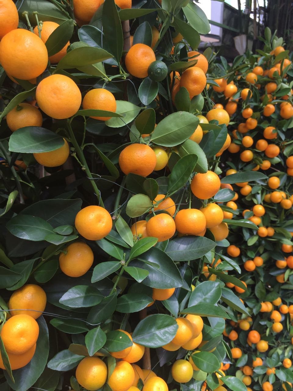 Calamondin Orange Trees ( Acquaintance) — Steemit