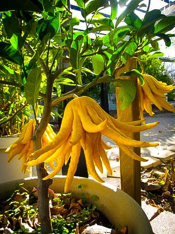 buddhas-hand-citron-2.jpg