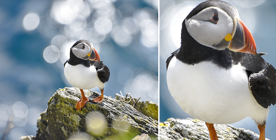 crimsonclad: close up puffin photography on skellig michael.